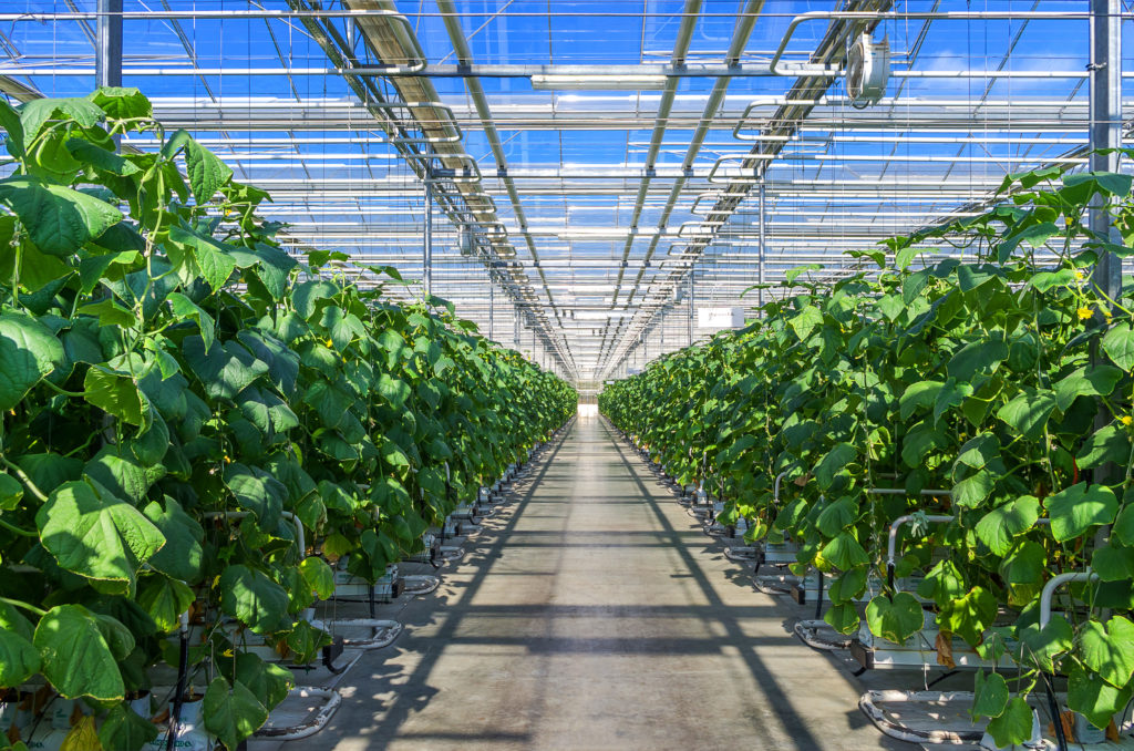 Varias hileras de plantas verdes en un invernadero, mientras que el techo abierto muestra un cielo soleado y azul