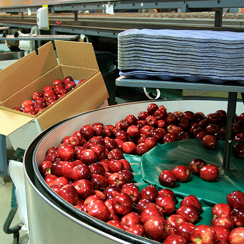Manzanas rojas siendo recogidas y agrupadas para su envasado en una mesa rotativa de recogida